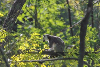 A ring-tailed lemur (Lemur catta) sits on a sunny day high up in a tree on a branch between fresh