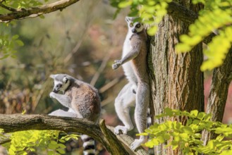 Two ring-tailed lemurs (Lemur catta) sit high up in a tree among fresh green leaves on a sunny day.