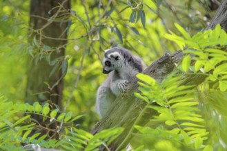 A ring-tailed lemur (Lemur catta) sits on a cloudy day high up in a tree on a branch between fresh