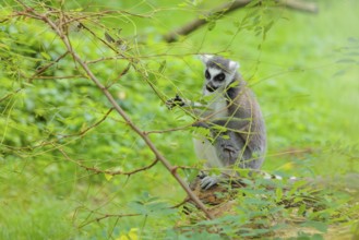 A ring-tailed lemur (Lemur catta) sits on a rotten tree lying on the ground and eats something.