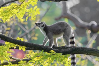 A ring-tailed lemur (Lemur catta) stands on a branch high up in a tree against the light on a sunny