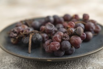 Bunches of rotten and Dry Red wine grapes on blue plate on brown concrete background, harvest,