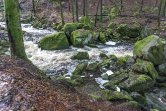 The Ilse at the Heinrich-Heine-Weg near Ilsenburg, Saxony-Anhalt, Germany
