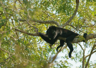 Black howler (Alouatta) male, Pantanal, inland, wetland, UNESCO Biosphere Reserve, World Heritage