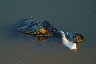 Spectacled caiman (Caiman yacare, Caiman crocodilus yacare), portrait, Pantanal, Brazil, South