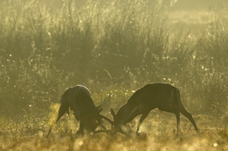 European fallow deer (dama dama) fighting during the rut, Hesse, Germany