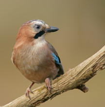 Eurasian jay (Garrulus glandarius), Finland