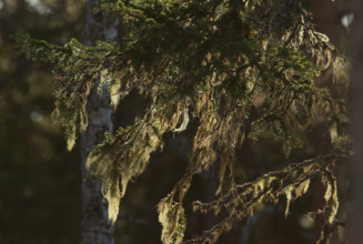 Bearded lichen, Taiga (Alectoria sarmentosa), Finland
