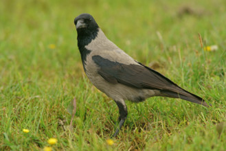 Hooded Crow (Corvus corone cornix), Finland