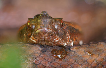 Lance adder (Porthidium nasutum), Costa Rica, Central America