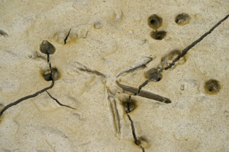 Footprints of a heron in the mud, Mata Atlantica, mangroves, Brazil
