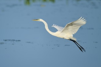 A white egret spreads its wings in flight against a blue sky, Great Egret (Egretta alba), Florida,