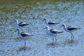 A group of birds stand in shallow water, creating a sense of community and movement, American