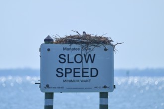 A traffic sign with an osprey nest against a calm blue ocean background, Merritt Island National