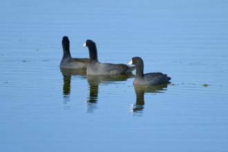 Three coots swimming in calm water with clear reflections of a natural environment, American