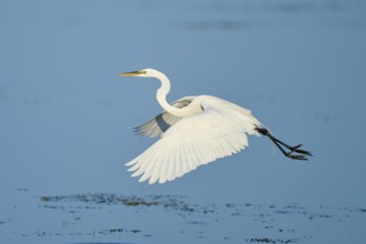 A heron flies elegantly with outstretched wings over the water, Great Egret (Egretta alba),