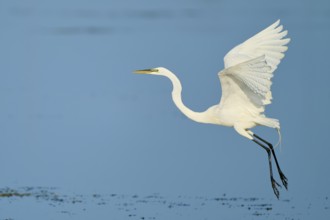 A heron takes off from the surface of the water with its wings spread wide, Great Egret (Egretta