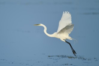 A heron flies gracefully over the water with its wings raised, Great Egret (Egretta alba), Florida,