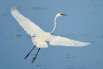 A heron flies with outstretched wings over the blue water, Great Egret (Egretta alba), Florida, USA