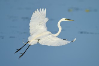 Heron in elegant flight with upstretched wings against blue sky, Great Egret (Egretta alba),
