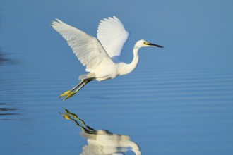 A heron hovering just above the water with outstretched wings, Great Egret (Egretta thula),
