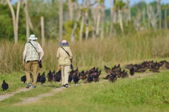 Two people walking across a field surrounded by a large group of turkey vultures (Cathartes aura),