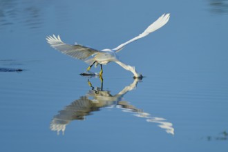 A heron gently touches the water with its beak in flight, Great Egret (Egretta thula), Florida, USA