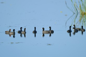 Several coots in a calm lake with clear reflections and blue sky, American Eurasian Coot (Fulica