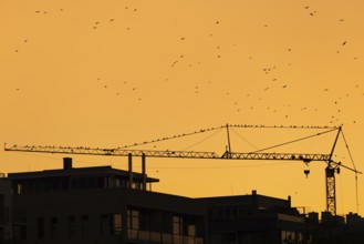 Numerous birds sitting on a construction crane at sunset in Frankfurt am Main, Frankfurt am Main,