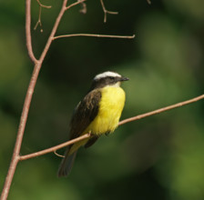 Sulphur-masked tyrant (Pitangus sulphuratus), Pantanal, Brazil, South America