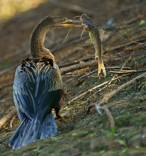 American darter (Anhinga anhinga) with preyed catfish Pantanal Brazil