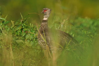Collared Weirbird (Chauna torquata), Pantanal, Brazil, South America