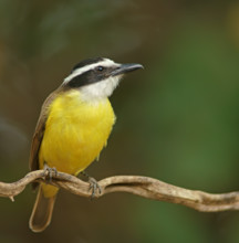 Sulphur-masked tyrant (Pitangus sulphuratus), Pantanal, Brazil, South America