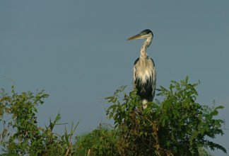 Cocoi Heron (Ardea cocoi), Pantanal, Brazil, South America