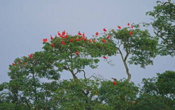 Scarlet Ibis (Eudocimus ruber), Mata Atlantica, Brazil, South America