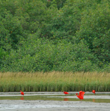 Scarlet Ibis (Eudocimus ruber), Mata Atlantica, Brazil, South America
