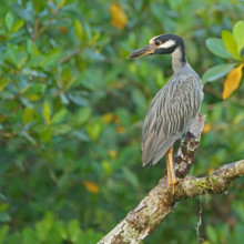Crab Heron (Nycticorax violaca), Mata Atlantica, Brazil, South America