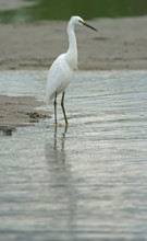 Great White Egret (Egretta thula), Mata Atlantica, Brazil, South America