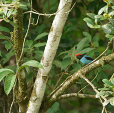 Blue-breasted manakin (Chiroxiphia caudata), Atlantic rainforest, Brazil