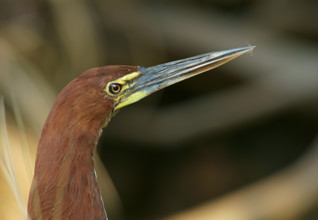 Marbled heron (Tigrisoma lineatum), Pantanal, Brazil, South America