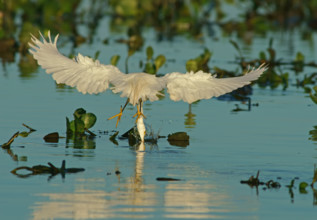 Great White Egret (Egretta thula) Pantanal Brazil