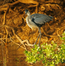 Cocoi Heron (Ardea cocoi), Pantanal, Brazil, South America