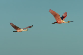 Roseate spoonbill (Ajaia ajaja) Pantanal Brazil