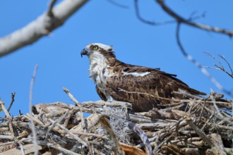 An osprey sits comfortably in its nest of branches under a clear sky, Osprey (Pandion haliaetus),