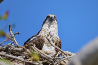 An osprey sits in a nest and looks attentively into the distance, Osprey (Pandion haliaetus),