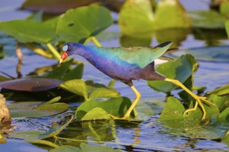 A vividly coloured bird walks on green leaves in the water, Lesser Sultana (Porphyrio martinica),