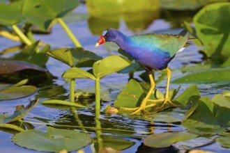 A colourful bird stands at attention on floating leaves in the water, Lesser Sultana (Porphyrio