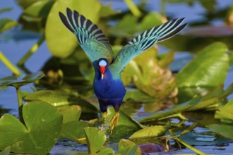 A colourful bird with outstretched wings lands on water plants, Lesser Sultana (Porphyrio