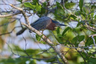 Bird sitting on a branch surrounded by green leaves, light falls through the foliage, Green Heron