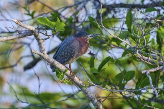 A bird rests on a branch surrounded by fresh green leaves and soft light, Green Heron (Butorides